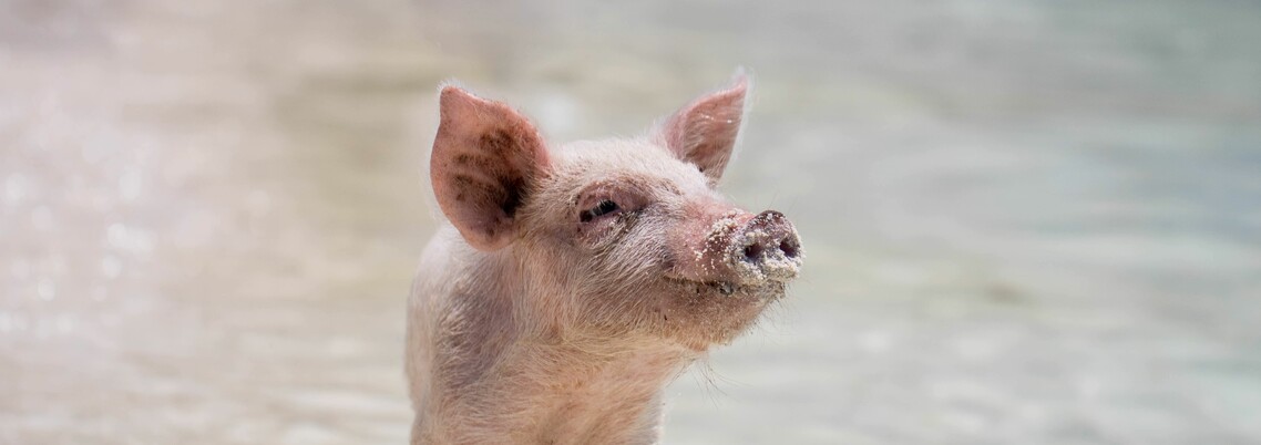 A friendly piglet
